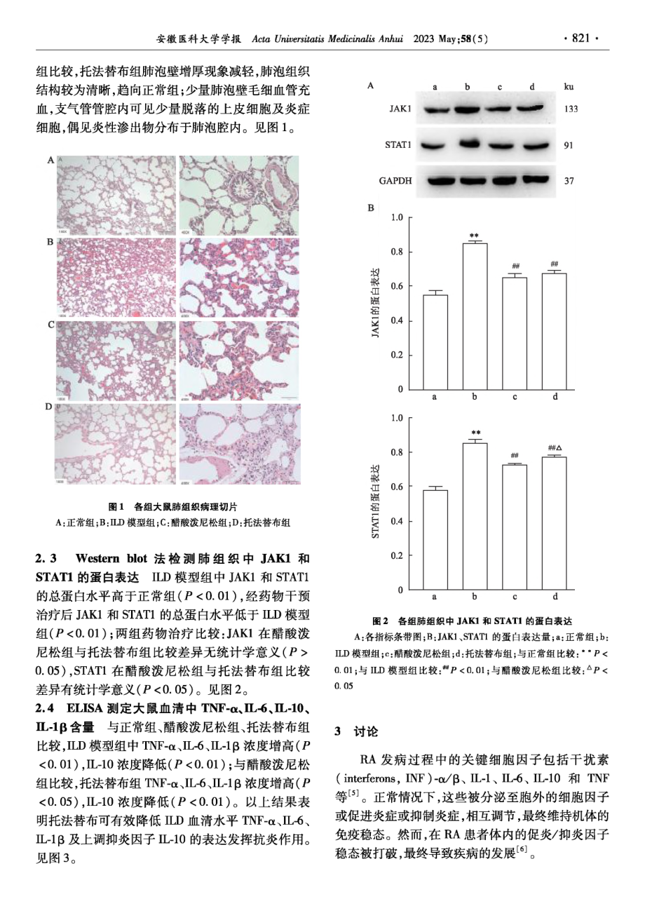 JAK抑制剂托法替布治疗类风湿关节炎相关间质性肺病的实验研究.pdf_第3页