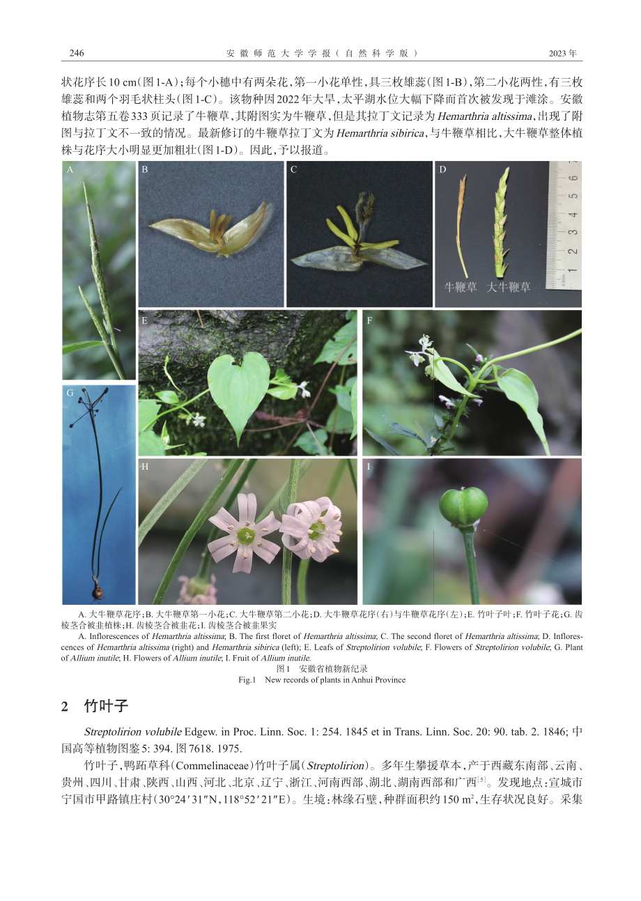 安徽省十种植物新纪录.pdf_第2页