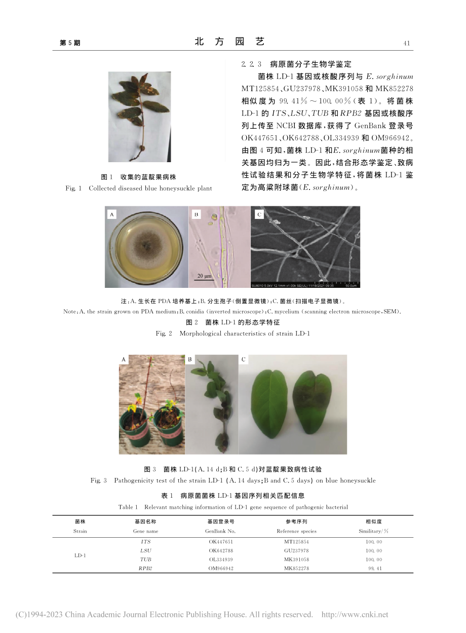 蓝靛果叶斑病病原高粱附球菌...um)分离鉴定及生物学特性_闫浩浩.pdf_第3页