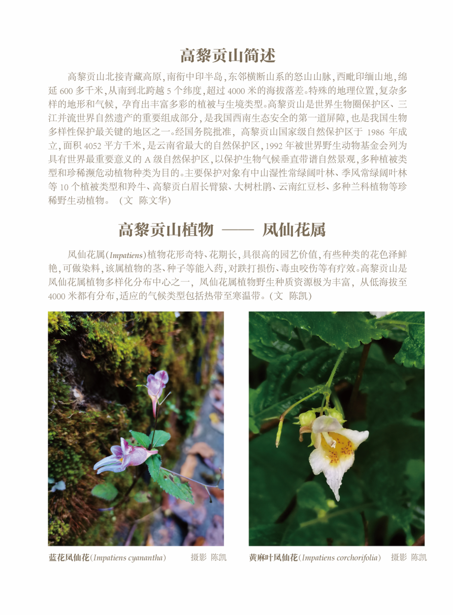 高黎贡山植物——凤仙花属.pdf_第1页