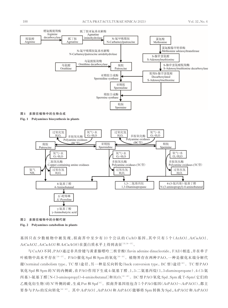 干旱胁迫下多胺在植物体内的积累及其作用.pdf_第3页