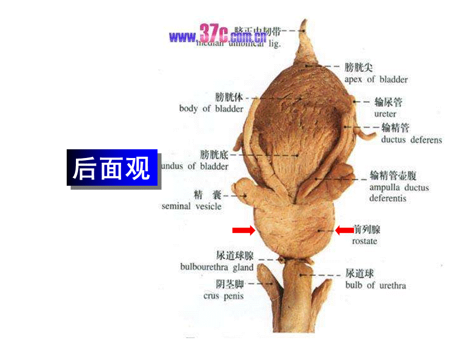 蛇口讲座BPH2012改(1).ppt_第3页