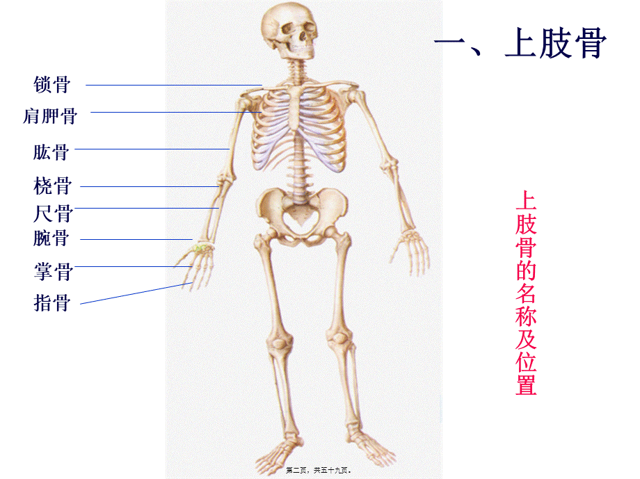 5上肢骨及其连结、下肢骨及其连结.pptx_第2页