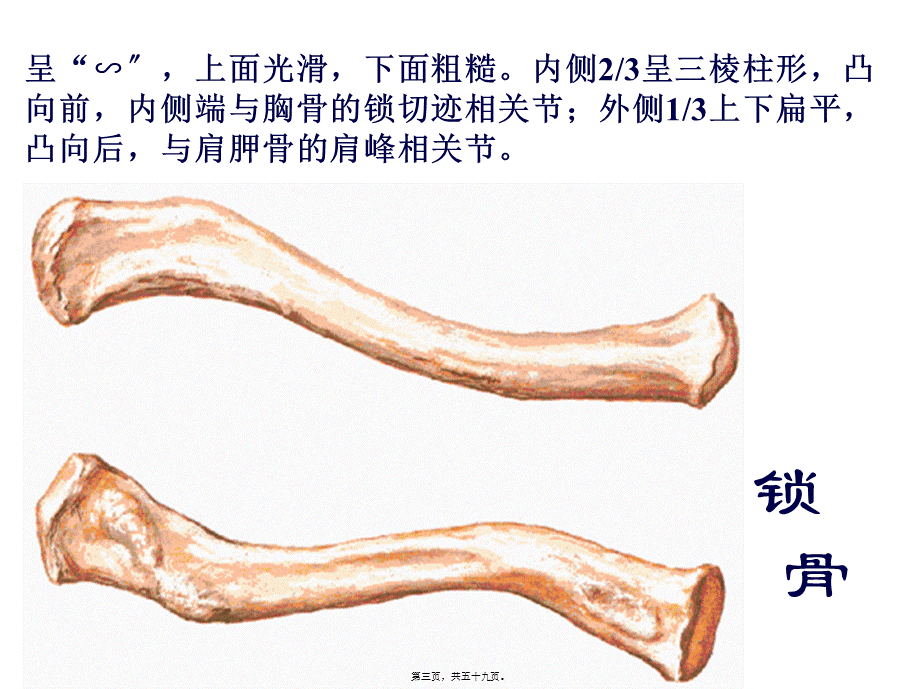 5上肢骨及其连结、下肢骨及其连结.pptx_第3页