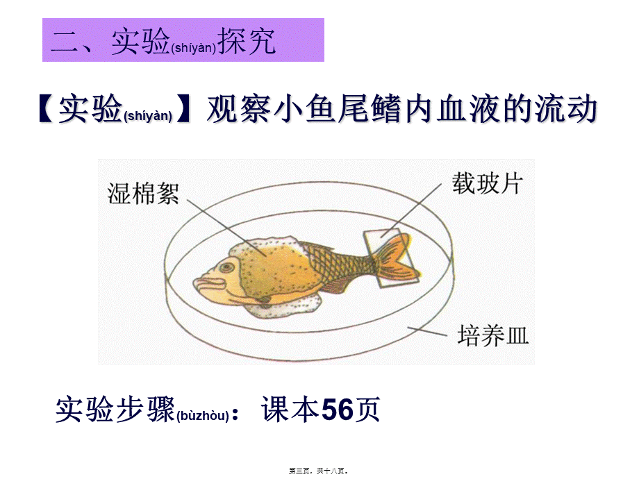 2022年医学专题—.4.2血流的管道——血管2.ppt_第3页