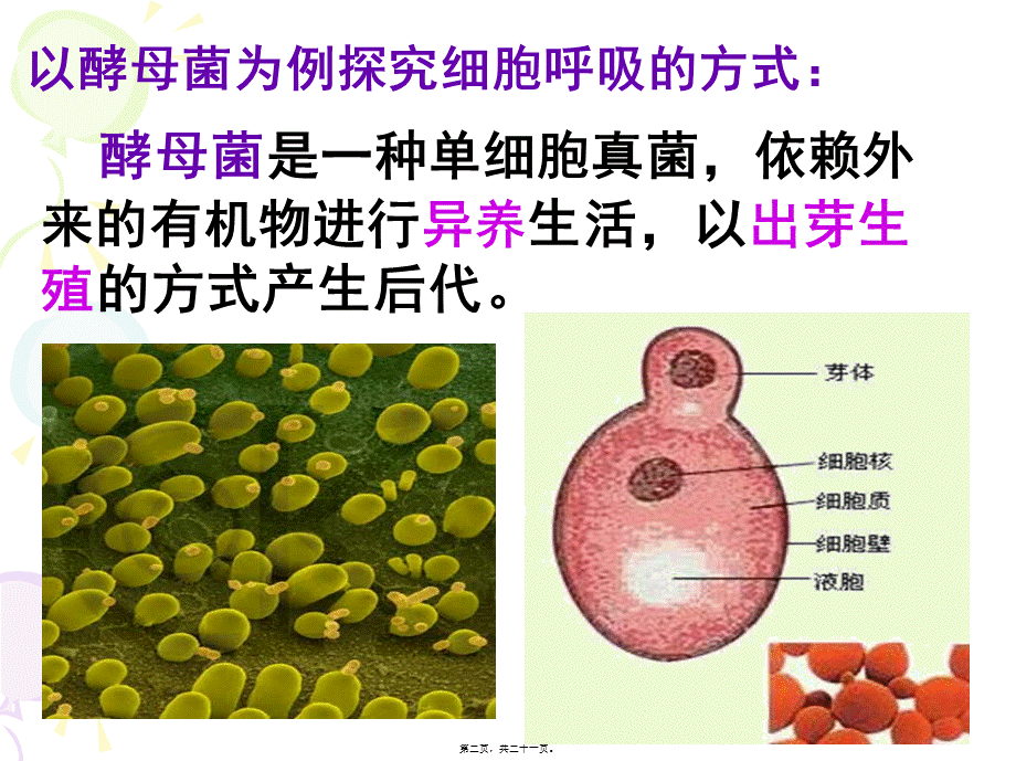 531细胞呼吸之酵母菌细胞呼吸方式.pptx_第2页