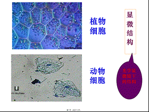 上课细胞器-系统内的分工合作-ppt.pptx