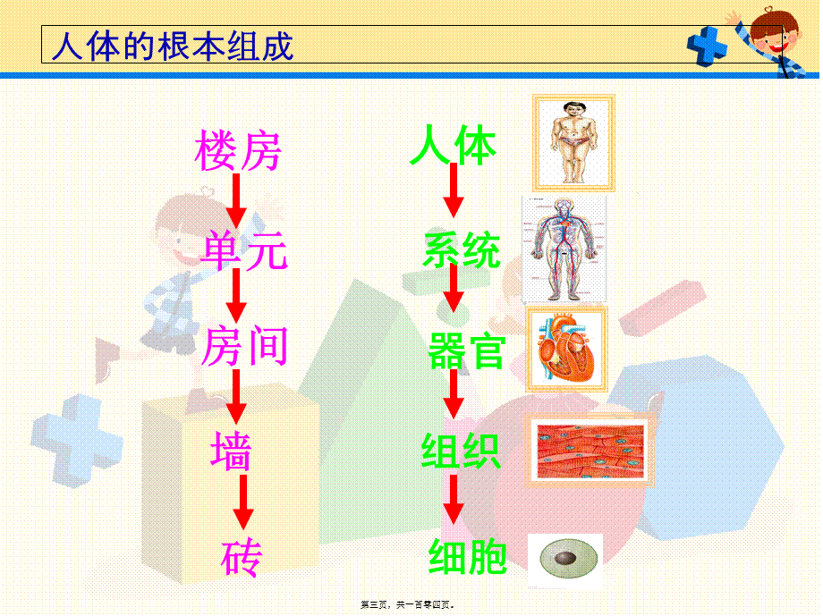 人体奥秘.pptx_第3页