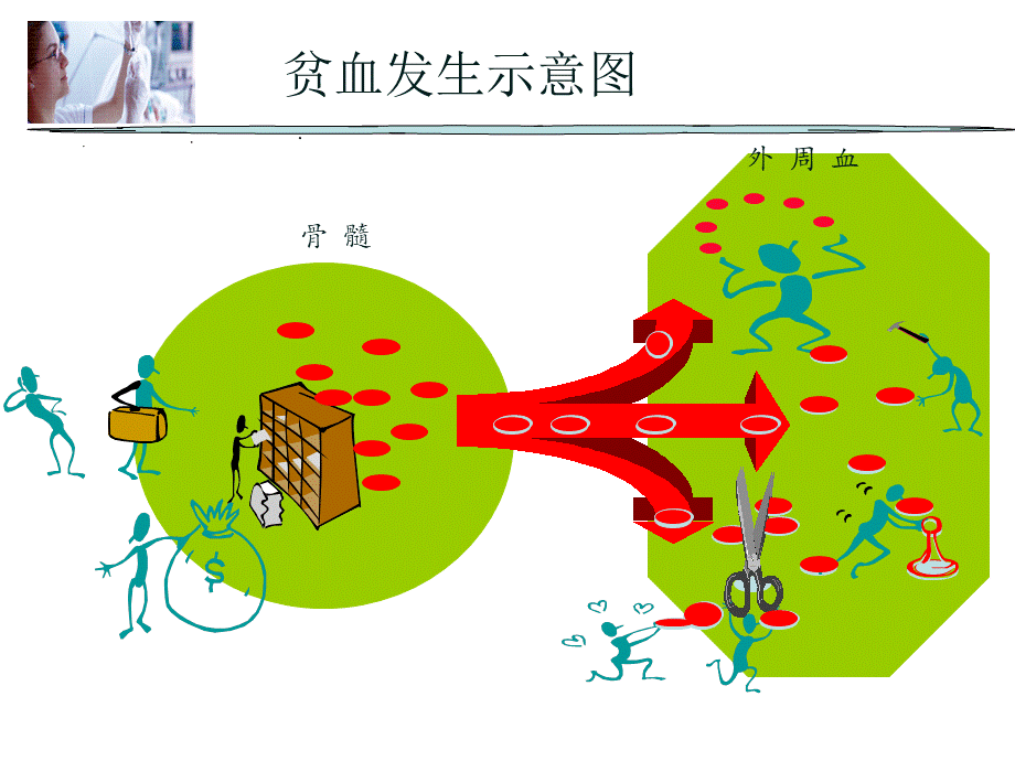 78贫血概述(1).ppt_第2页