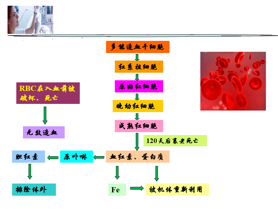 78贫血概述(1).ppt_第3页