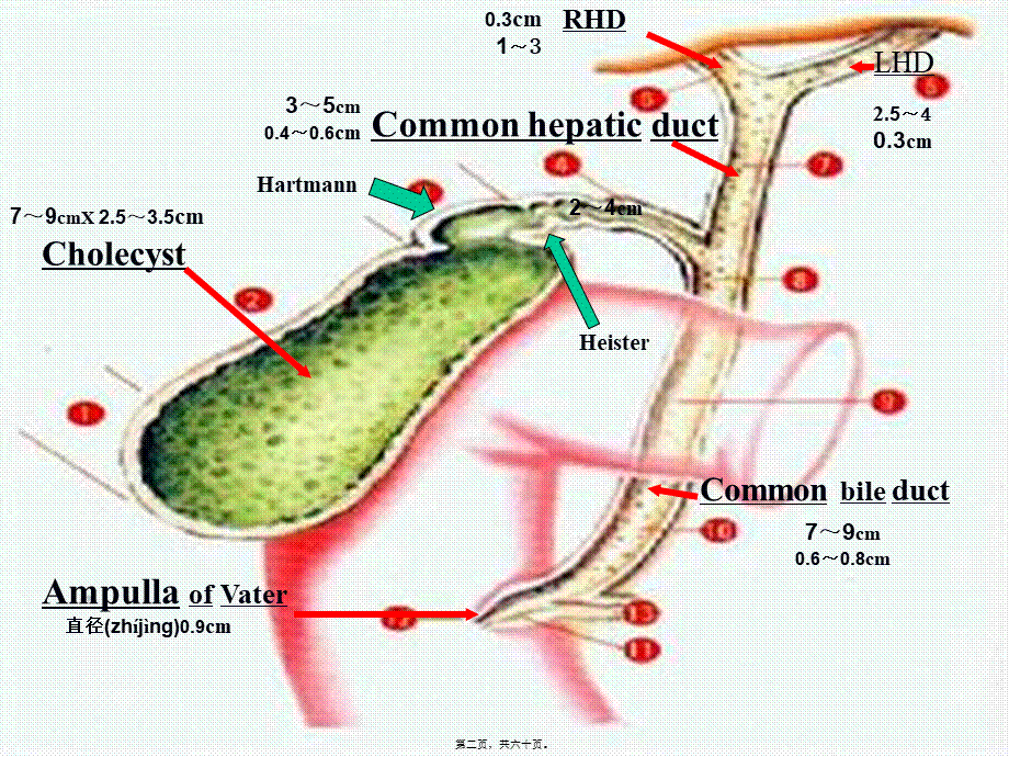 2022年医学专题—胆道外科Cho.ppt_第2页