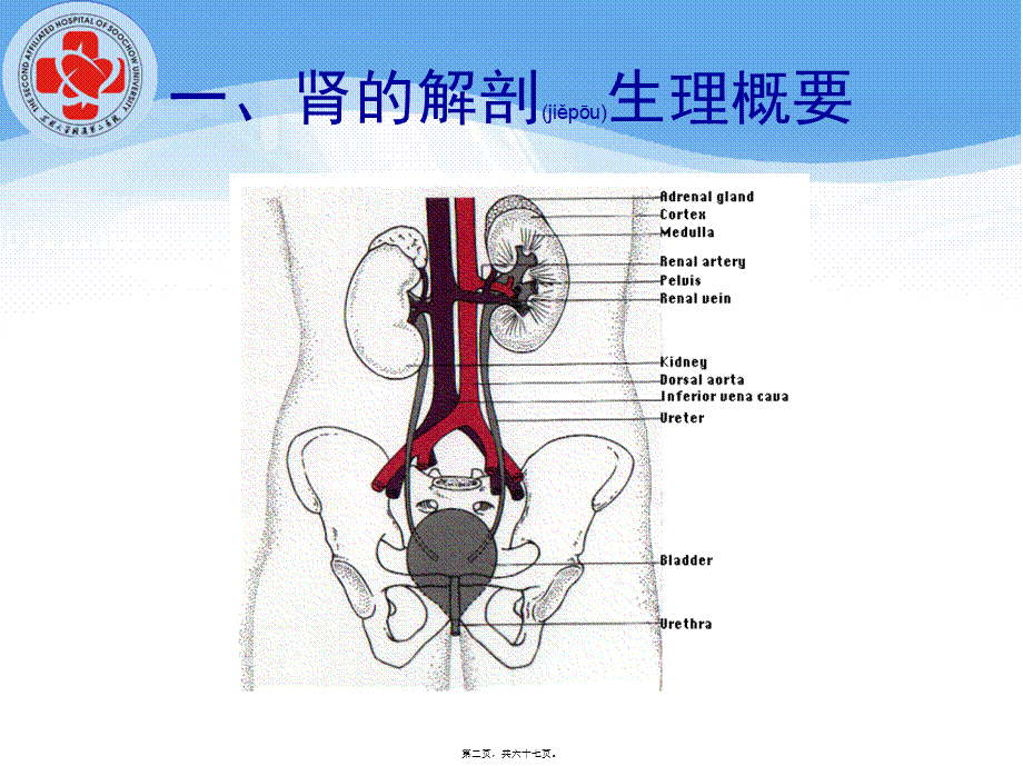 2022年医学专题—泌尿系统总论.ppt_第2页