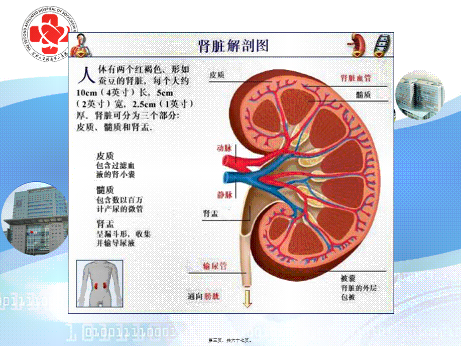 2022年医学专题—泌尿系统总论.ppt_第3页