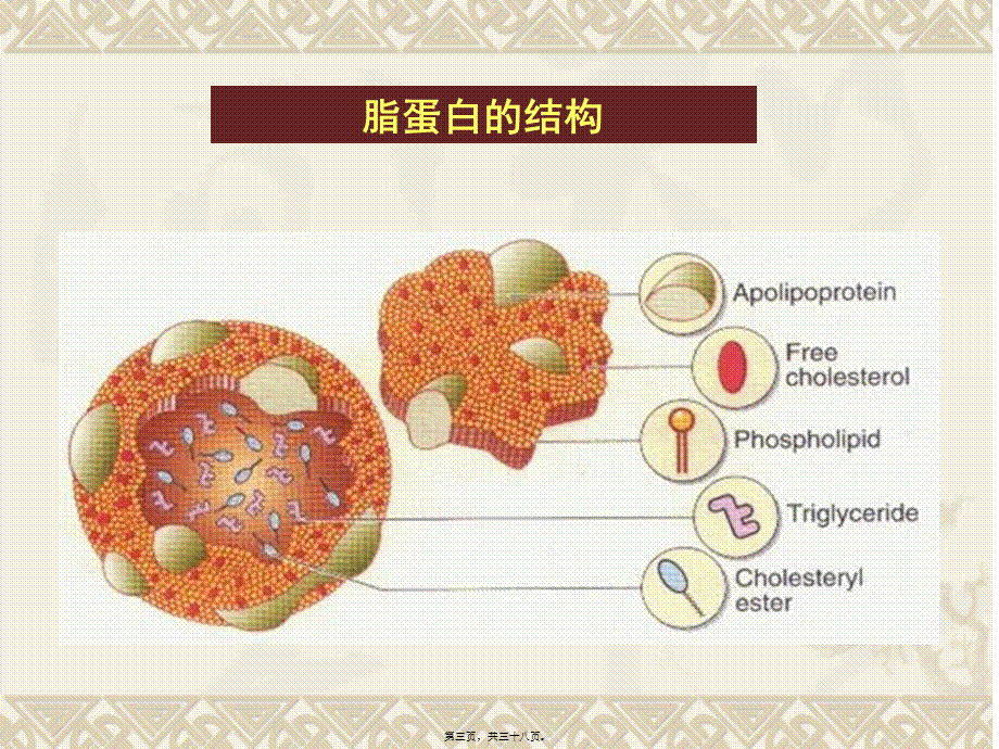 4脂蛋白代谢与衰老.pptx_第3页