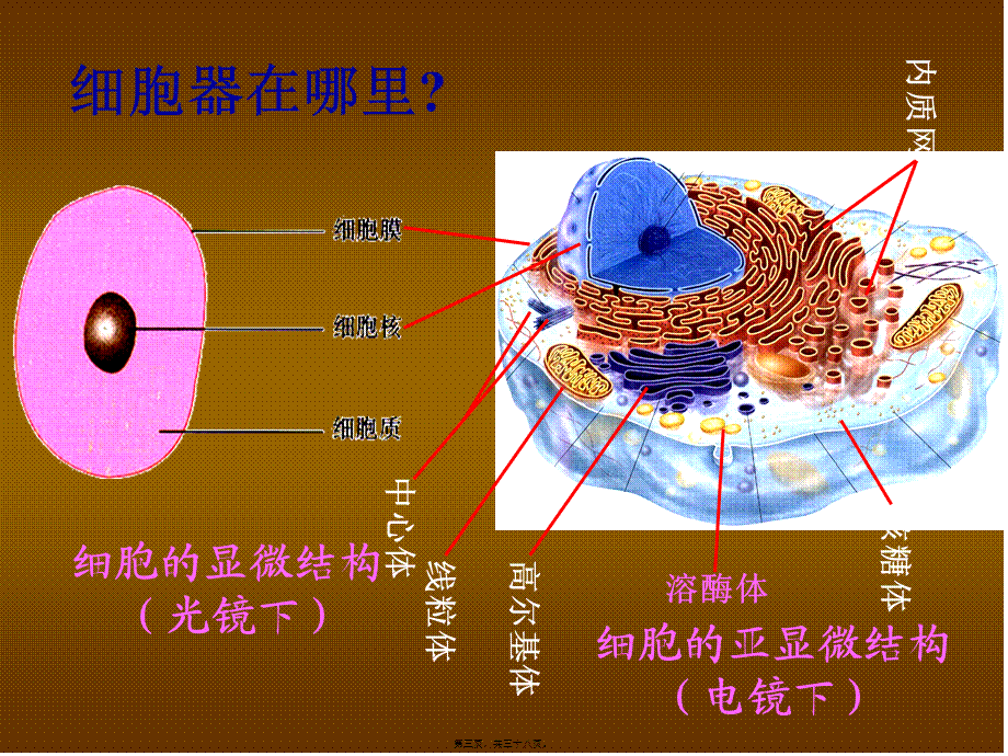 人教版必修一第三章第二节细胞器系统内的分工和合作共张PPT.pptx_第3页