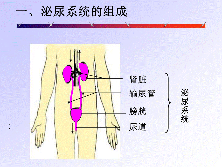 4.5人体内废物的排出-(共27张PPT).ppt_第3页