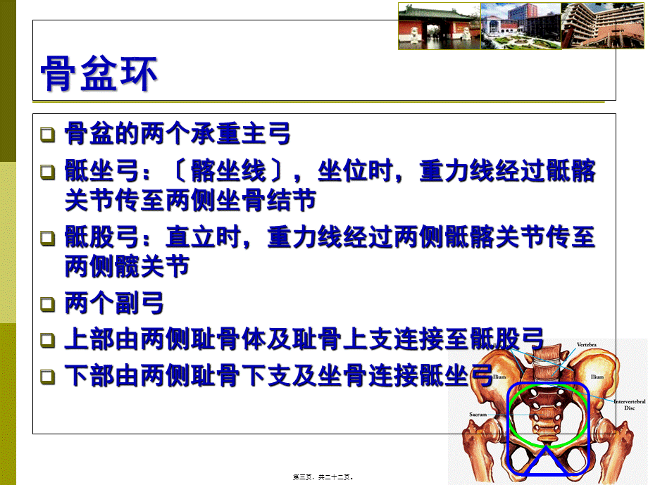 8、本科生教学-骨盆骨折.pptx_第3页