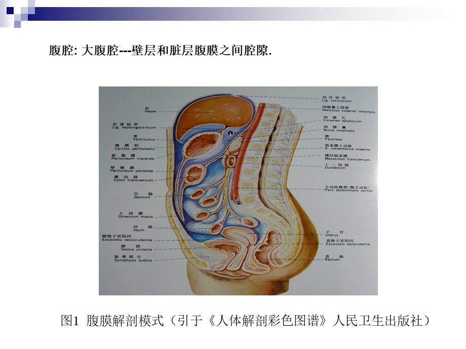 79普外科-急性化脓性腹膜炎(1).ppt_第3页