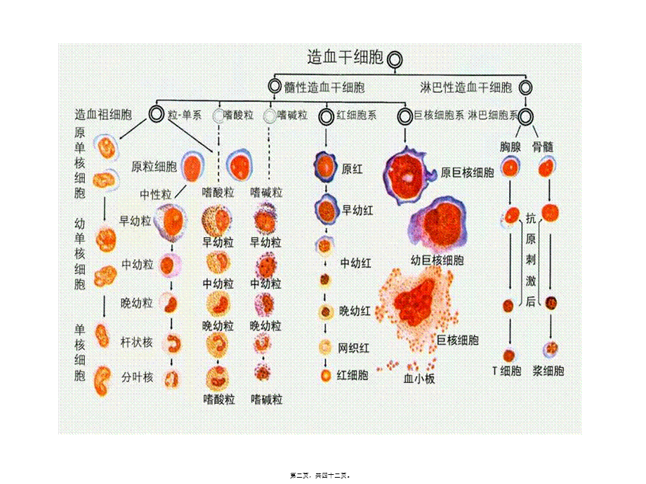 2022年医学专题—护考血液系统.ppt_第2页