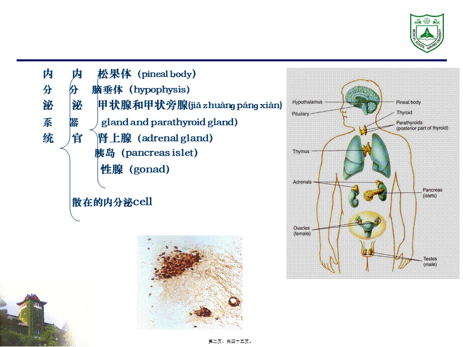 2022年医学专题—内分泌系统组织学.ppt_第2页