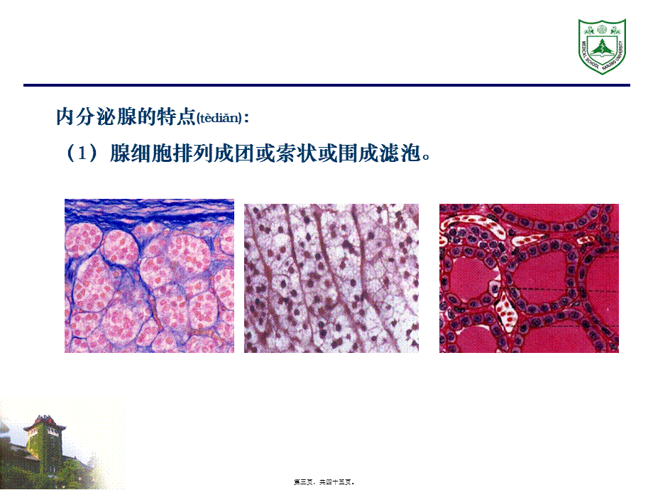 2022年医学专题—内分泌系统组织学.ppt_第3页