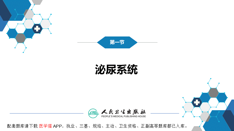 第八章 泌尿生殖系统与腹膜后间隙 第一节 泌尿系统(1).pptx_第3页