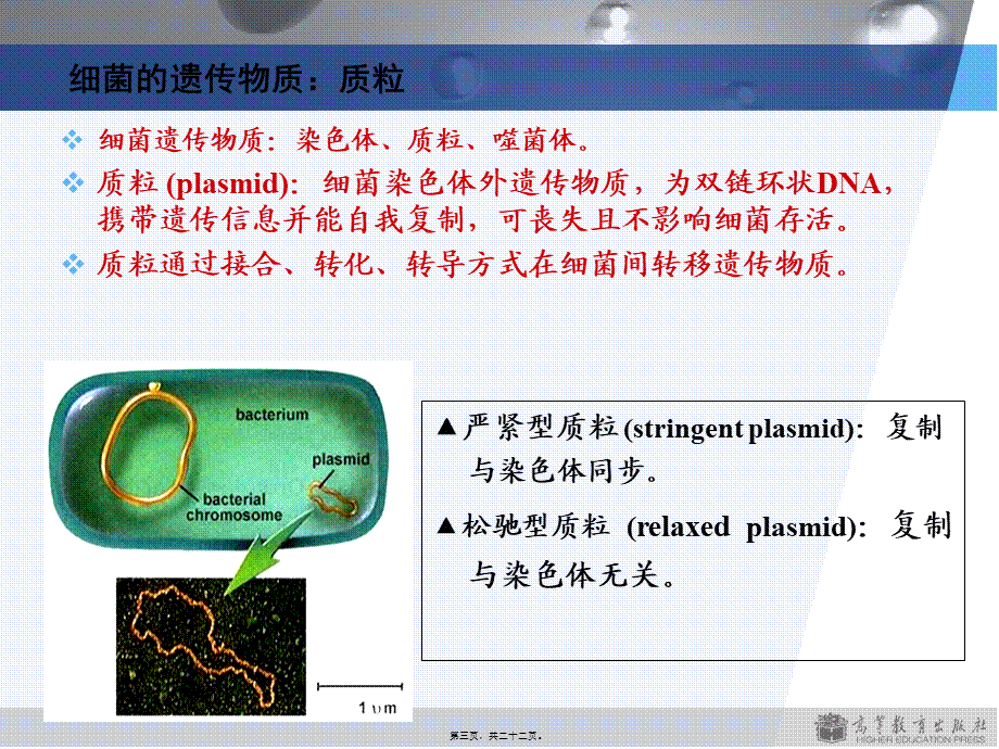 3版第2章细菌的遗传与变异.pptx_第3页