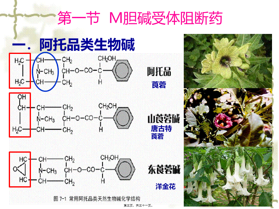 y7.胆碱受体阻断药3.31.pptx_第3页