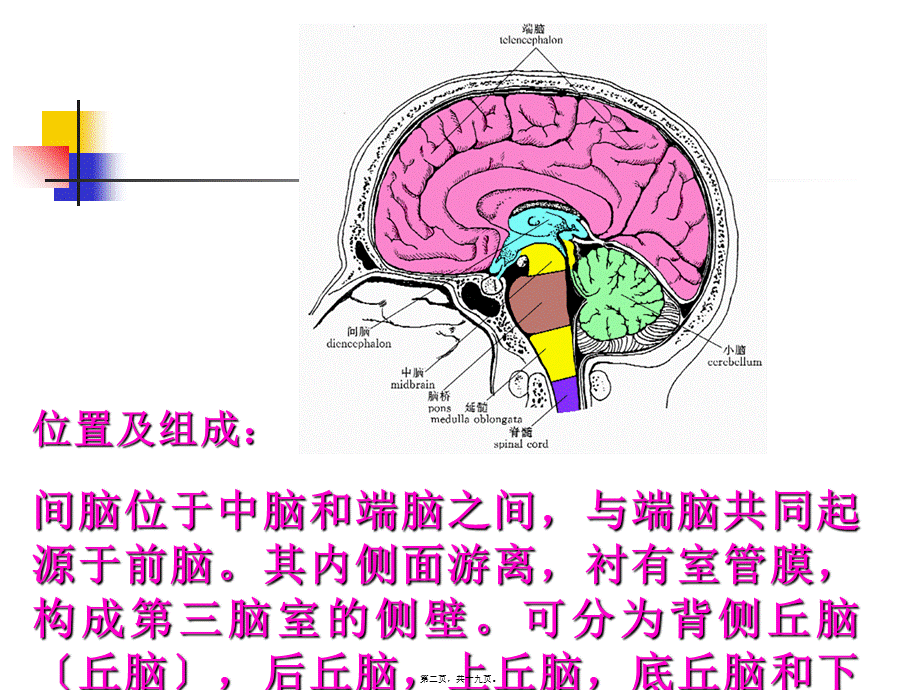 丘脑结构及功能.pptx_第2页