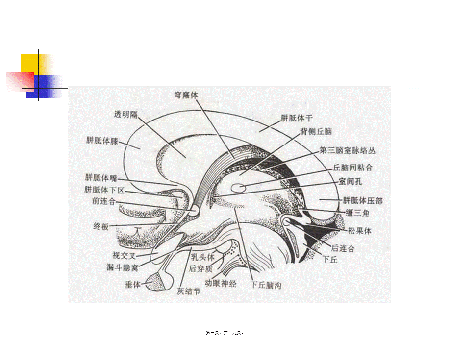 丘脑结构及功能.pptx_第3页