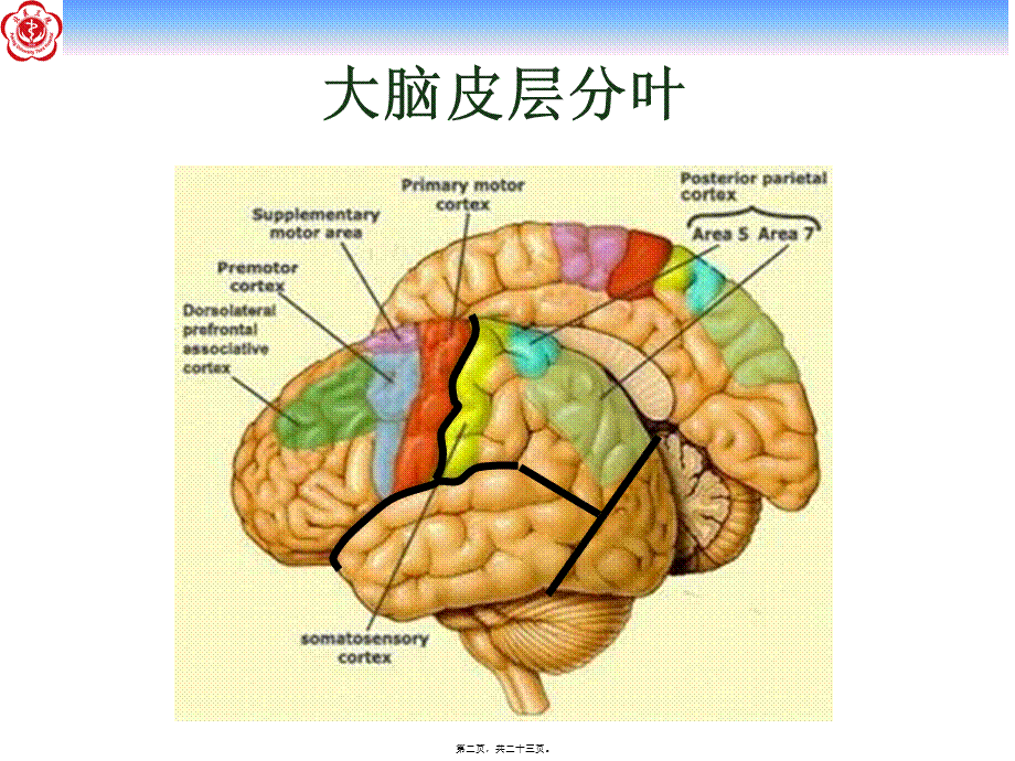 大脑和锥体系体征.ppt_第2页