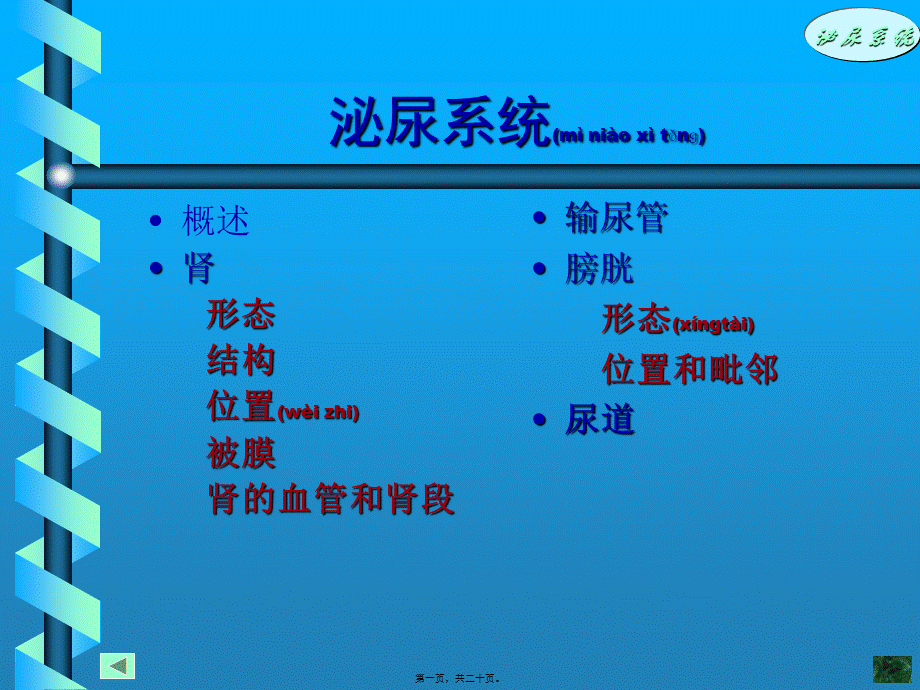 2022年医学专题—泌尿系统.ppt_第1页