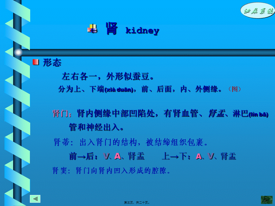 2022年医学专题—泌尿系统.ppt_第3页