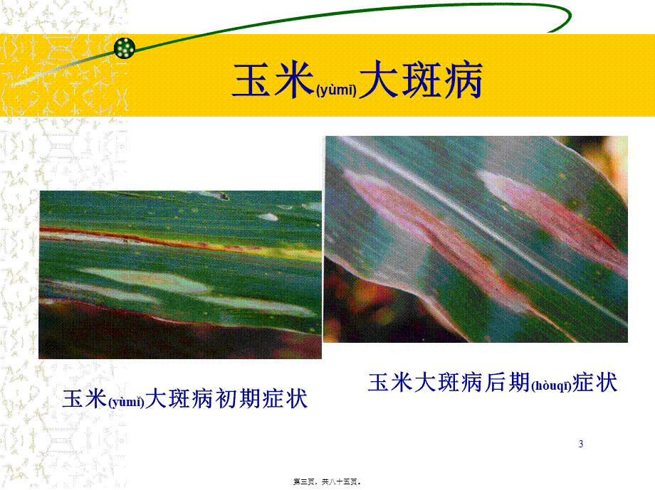 2022年医学专题—玉米病虫害防治(20081208修改)素材.ppt_第3页