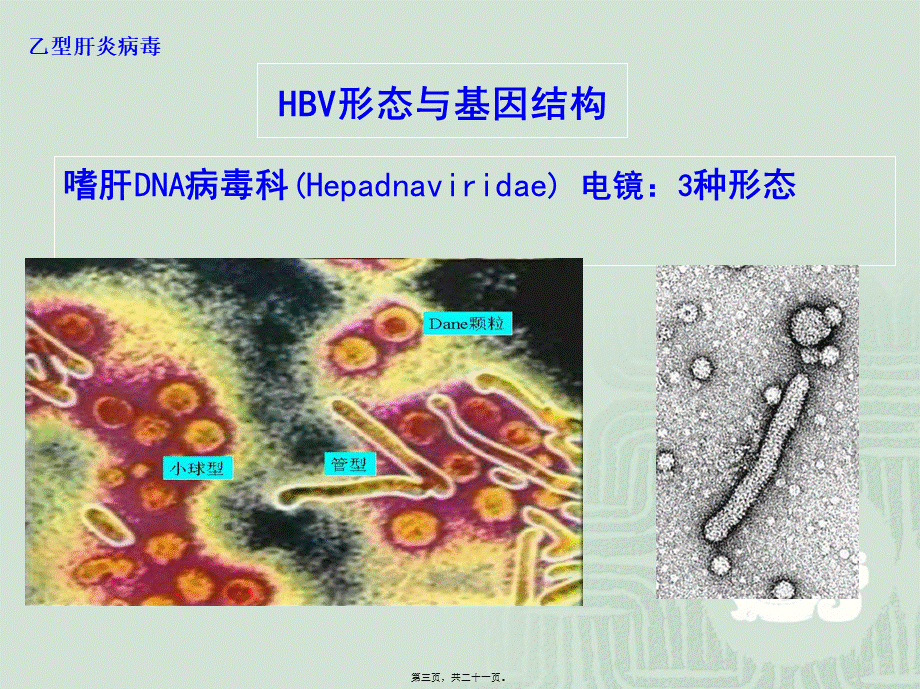 乙肝标志物检测.pptx_第3页