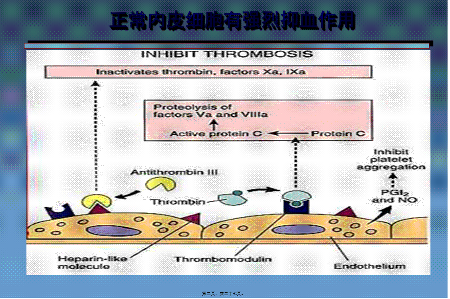 凝血机制新认识.pptx_第2页