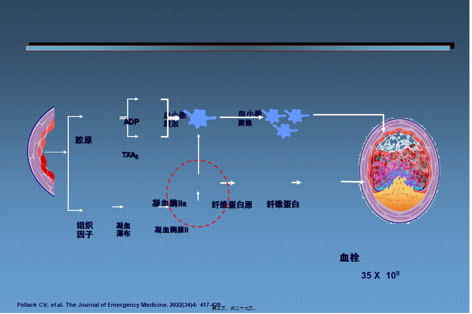 凝血机制新认识.pptx_第3页