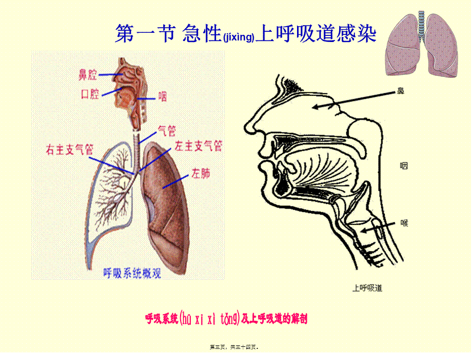 2022年医学专题—第三章-急性上呼吸道感染.ppt_第3页