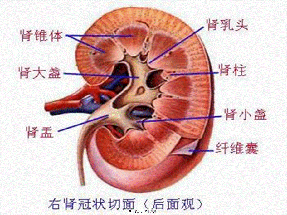 2022年医学专题—学时尿液检查.pptx_第2页