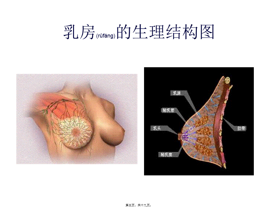 2022年医学专题—女性乳腺癌的防治.ppt_第3页