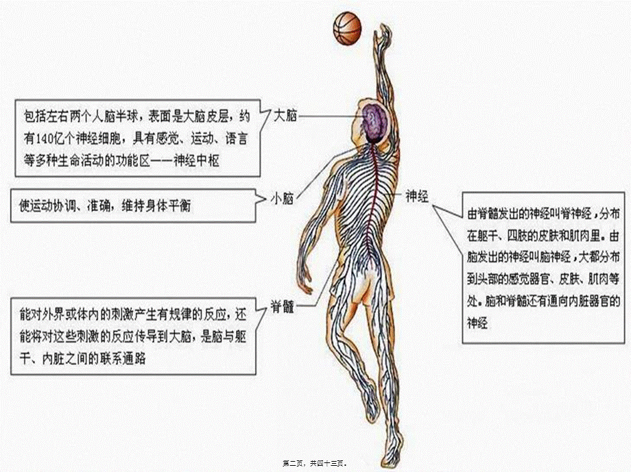 人体的自我调节.pptx_第2页