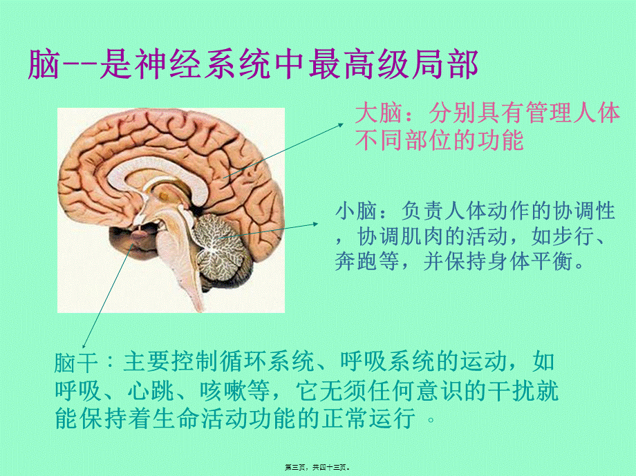 人体的自我调节.pptx_第3页