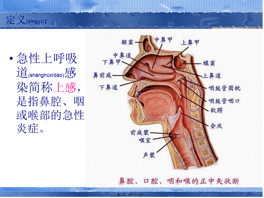 2022年医学专题—急性慢性支气管炎.ppt_第2页