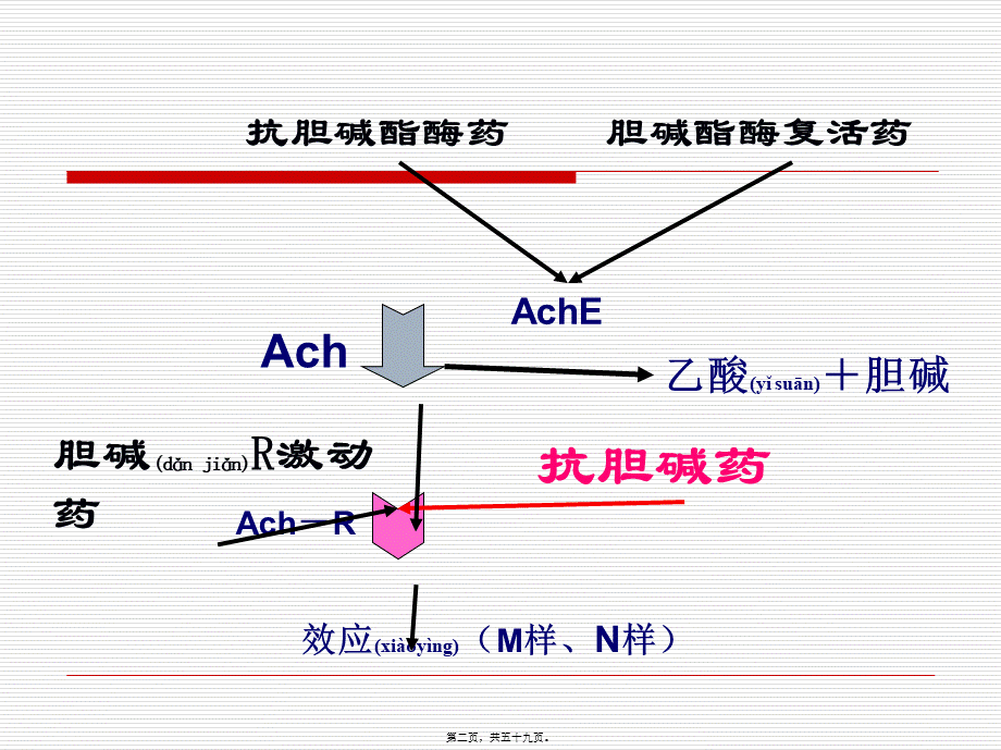 2022年医学专题—第八章--抗胆碱药.ppt_第2页