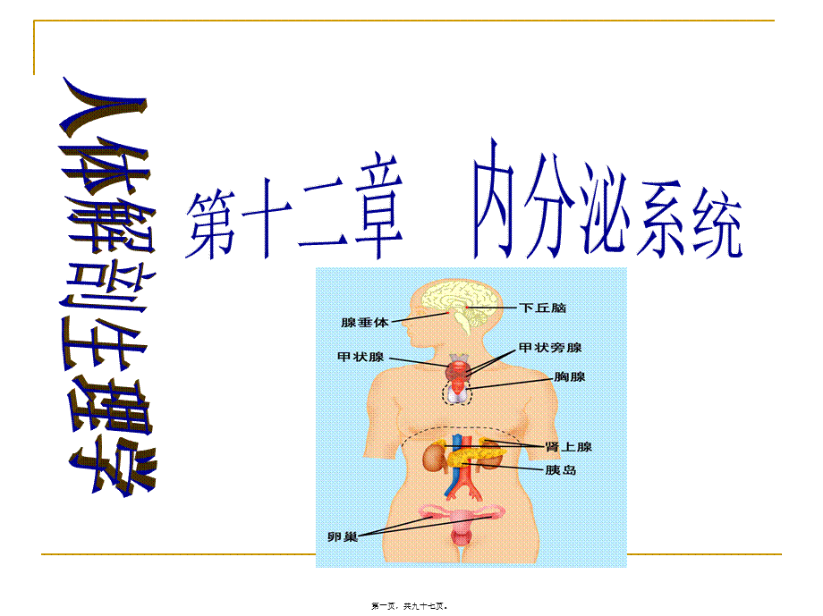 内分泌(药学).pptx_第1页