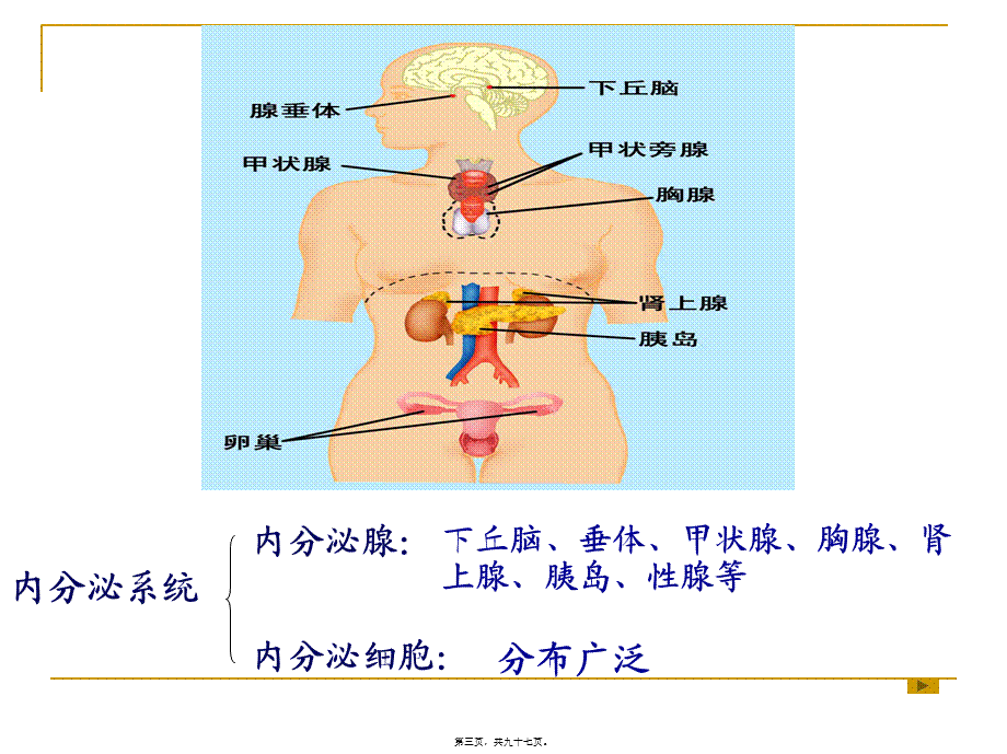 内分泌(药学).pptx_第3页