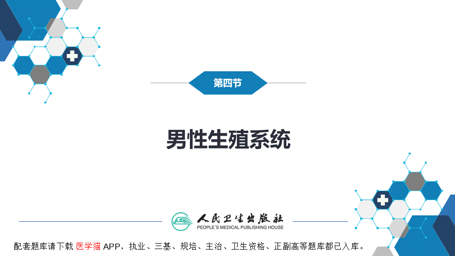 第八章 泌尿生殖系统与腹膜后间隙 第四节 男性生殖系统(1).pptx_第3页