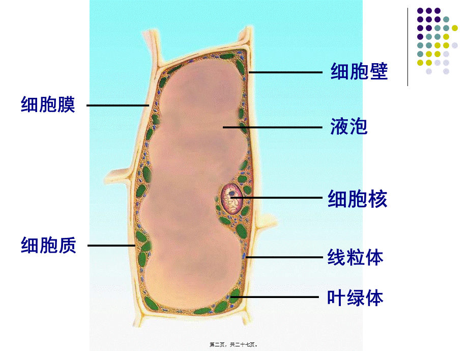 人和动物细胞的结构与功能.pptx_第2页