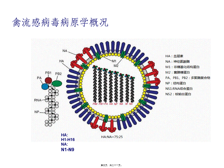 主要禽病研究及其防控.pptx_第3页