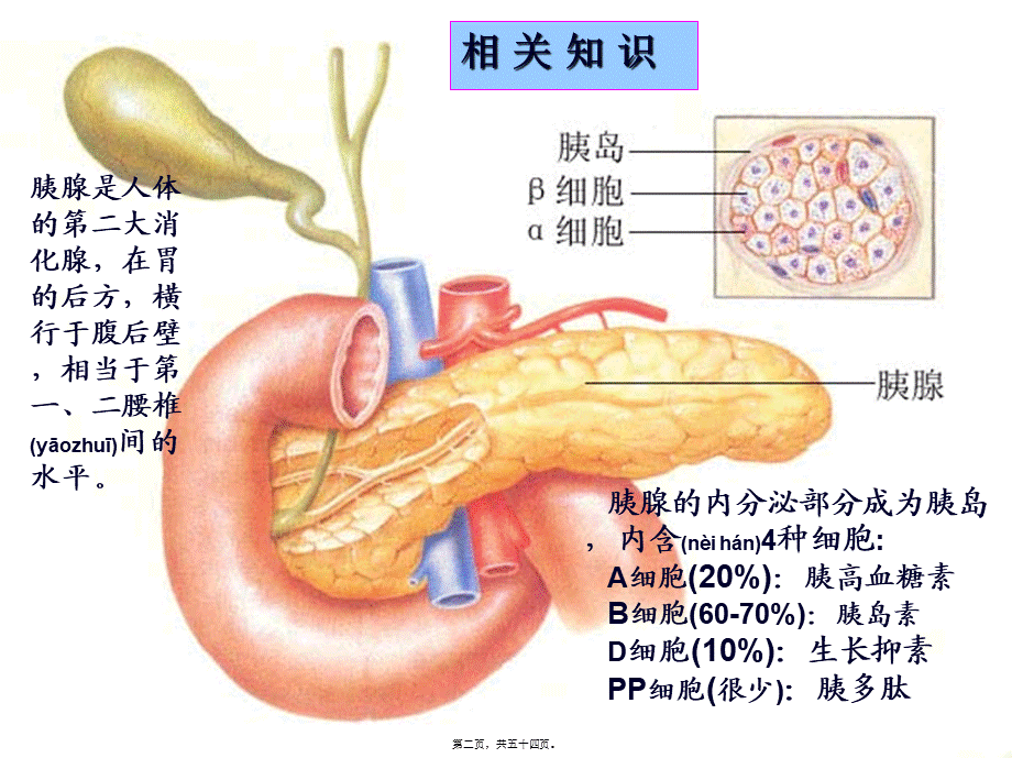 2022年医学专题—第二十八章-胰岛素及口服降糖药.ppt_第2页